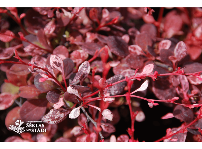 Berberis thunbergii   'Harlequin'